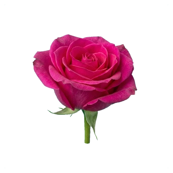 Rose Hot Princess — side