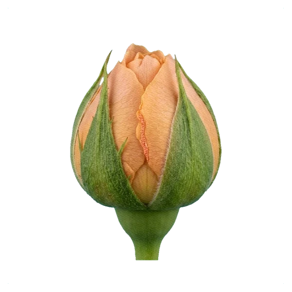 Pfingstrosen-Rose Juliet — bud