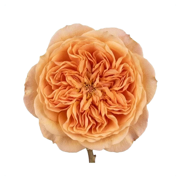Pfingstrosen-Rose Juliet — full
