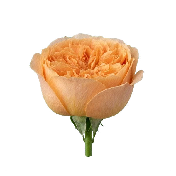 Pfingstrosen-Rose Juliet — side