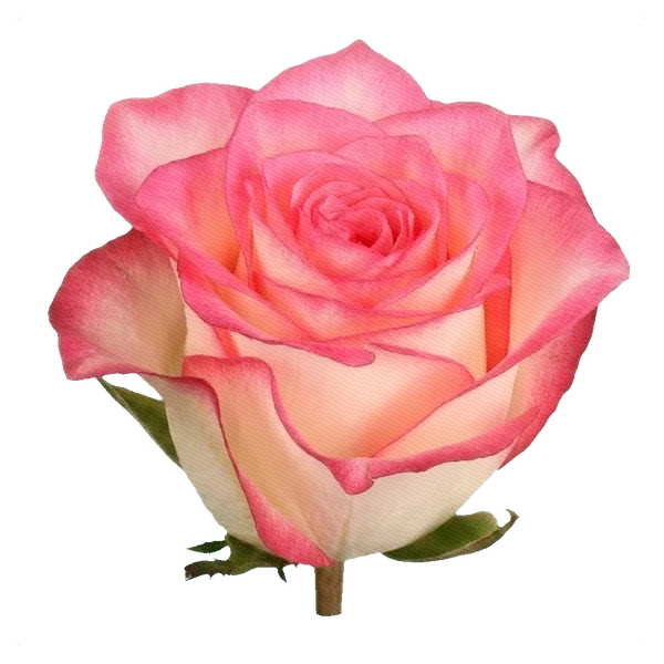 Rose Jumilia — Gemischt / zweifarbig Rose