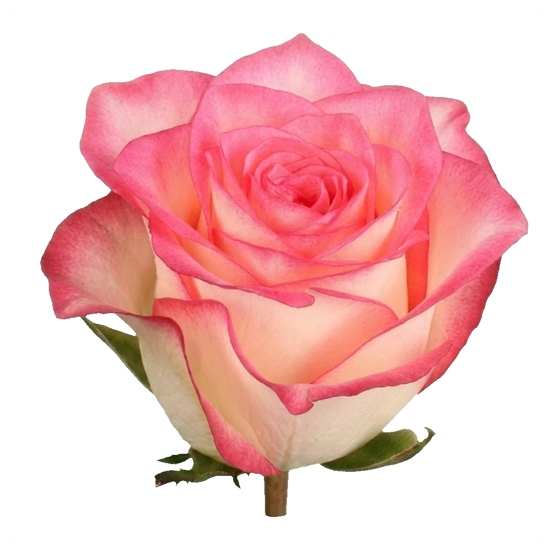 Rose Jumilia — Gemischt / zweifarbig Rose