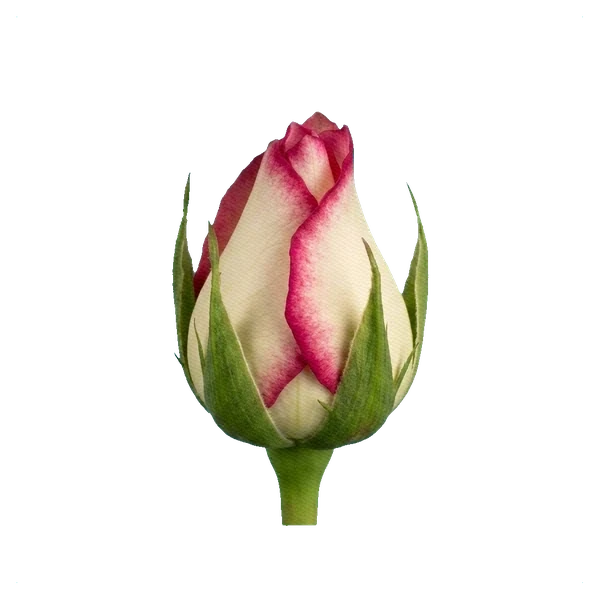 Rose Jumilia — bud