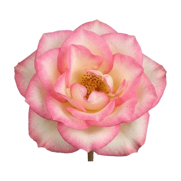 Rose Jumilia — full