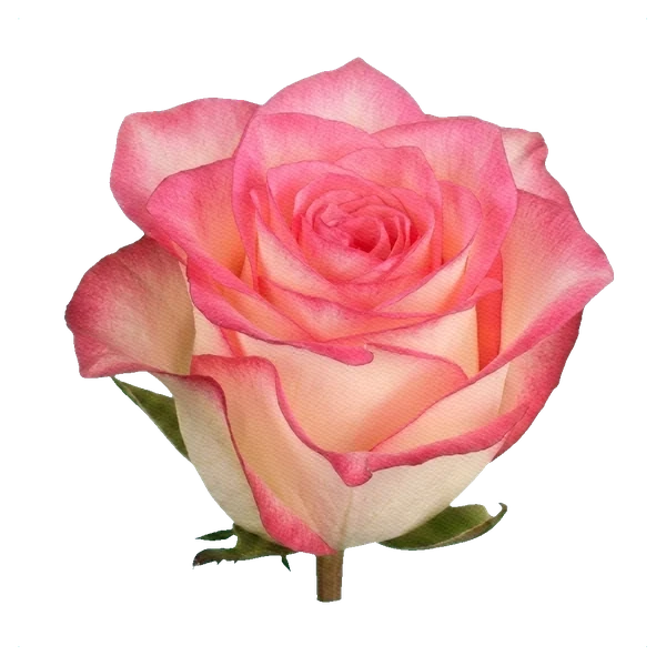 Rose Jumilia — side