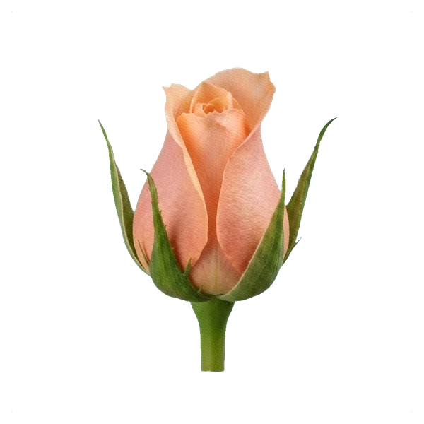 Rose Kahala — bud