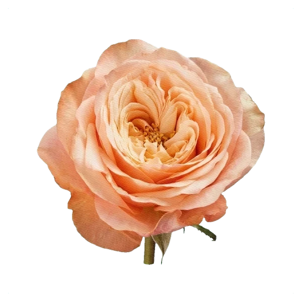 Rose Kahala — full