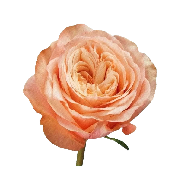 Rose Kahala — side