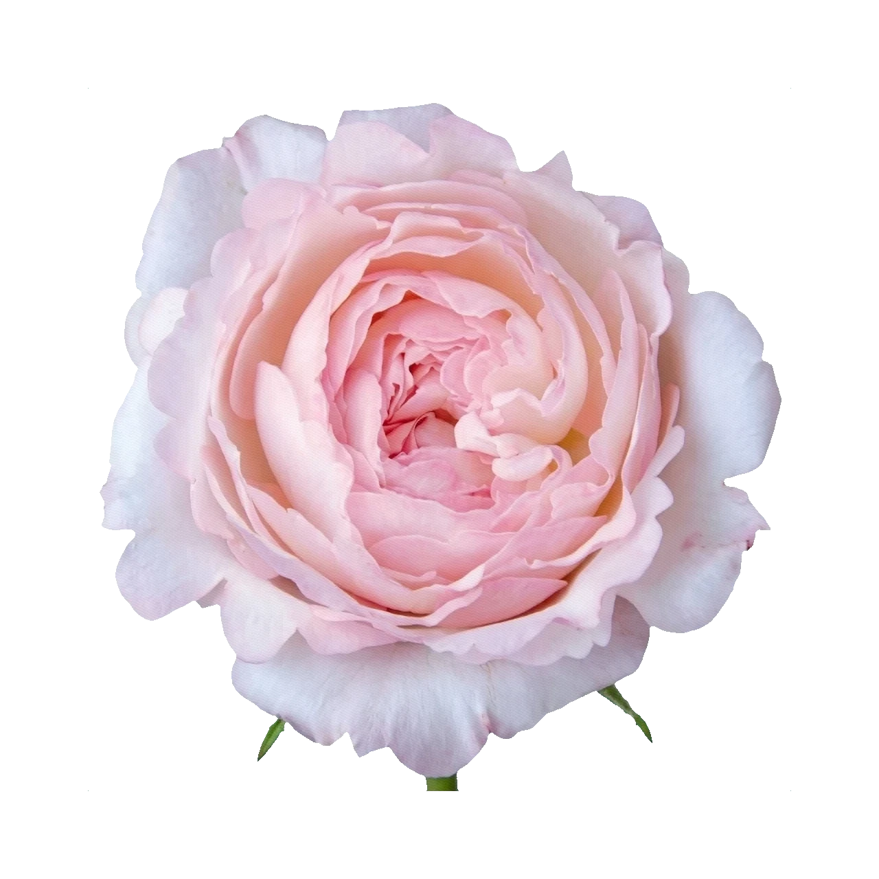 Роза пионовидная Кира