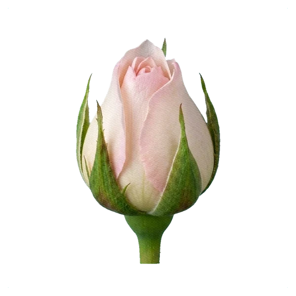 Peony Rose Keira — bud