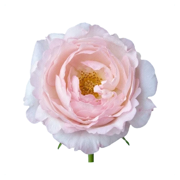 Peony Rose Keira — full