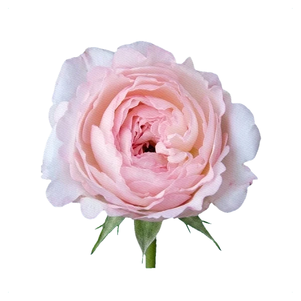 Peony Rose Keira — side