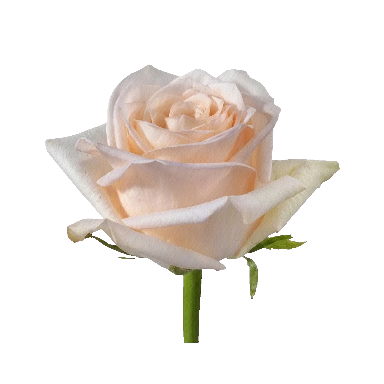 Rose Kimberly