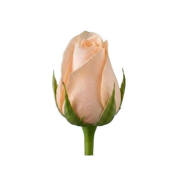 Rose Kimberly — bud