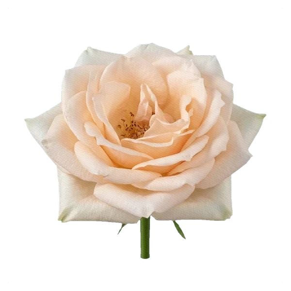 Rose Kimberly — full
