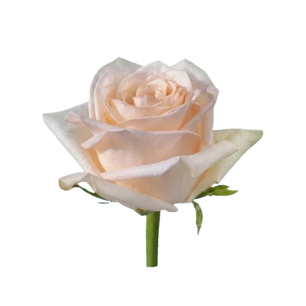 Rose Kimberly — side