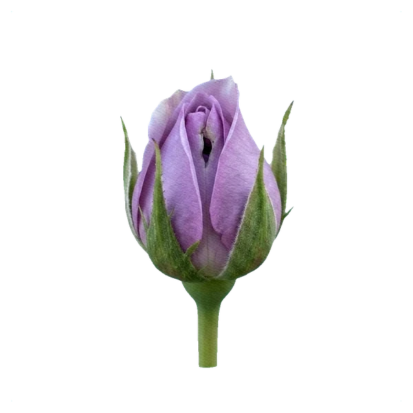 Pfingstrosen-Rose Lavender Bouquet — bud