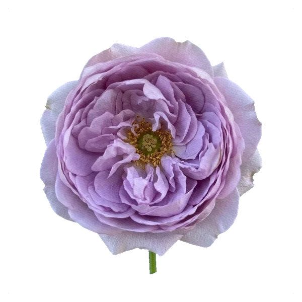 Pfingstrosen-Rose Lavender Bouquet — full