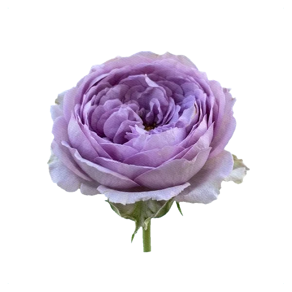 Pfingstrosen-Rose Lavender Bouquet — side