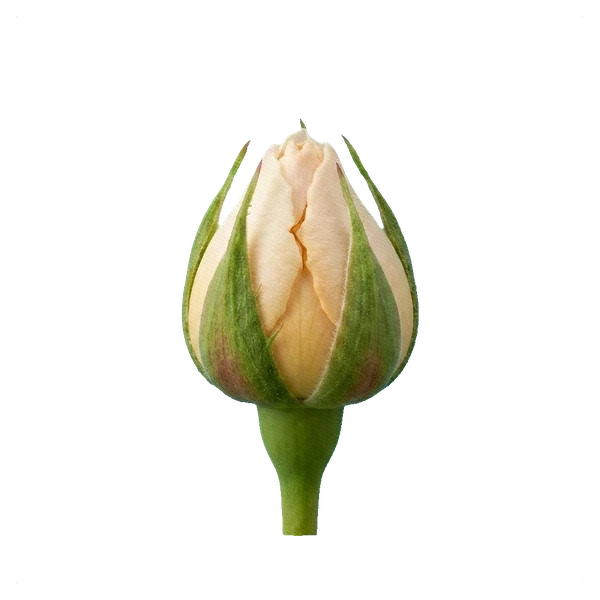 Peony Rose Leonora — bud