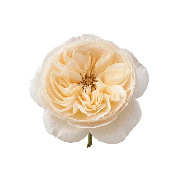 Peony Rose Leonora — full