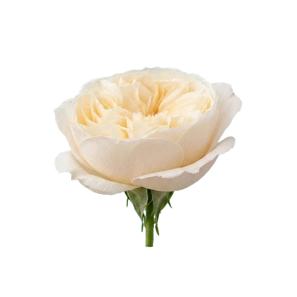 Peony Rose Leonora — side