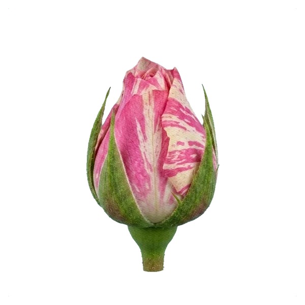 Rose Magic Times — bud
