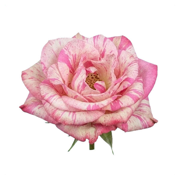 Rose Magic Times — full