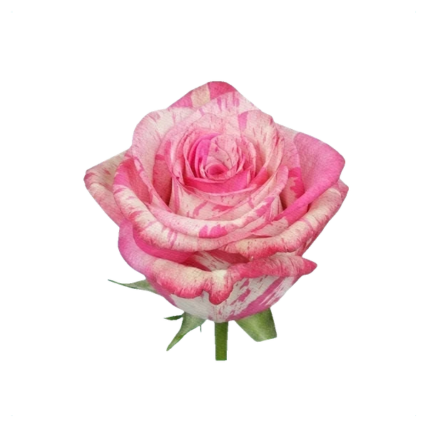 Rose Magic Times — side