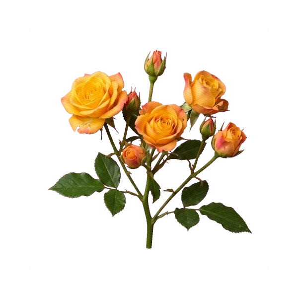 Роза Мандарин