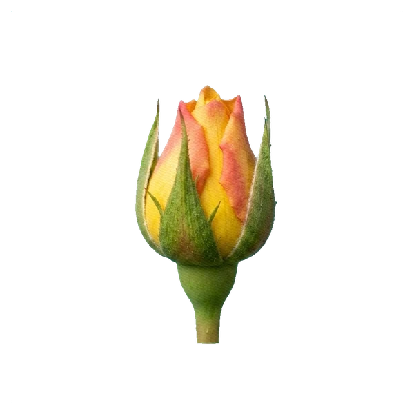 Rose Mandarin — bud