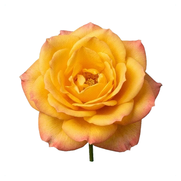 Rose Mandarin — full