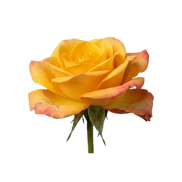 Rose Mandarin — side
