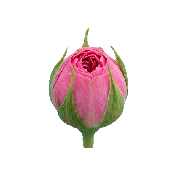 Pfingstrosen-Rose Maria Theresa — bud