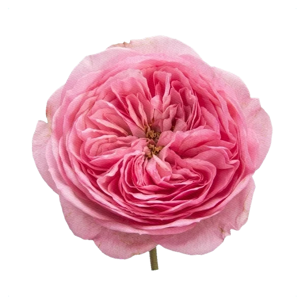 Pfingstrosen-Rose Maria Theresa — full
