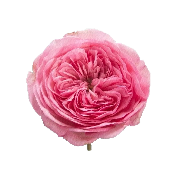 Pfingstrosen-Rose Maria Theresa — side