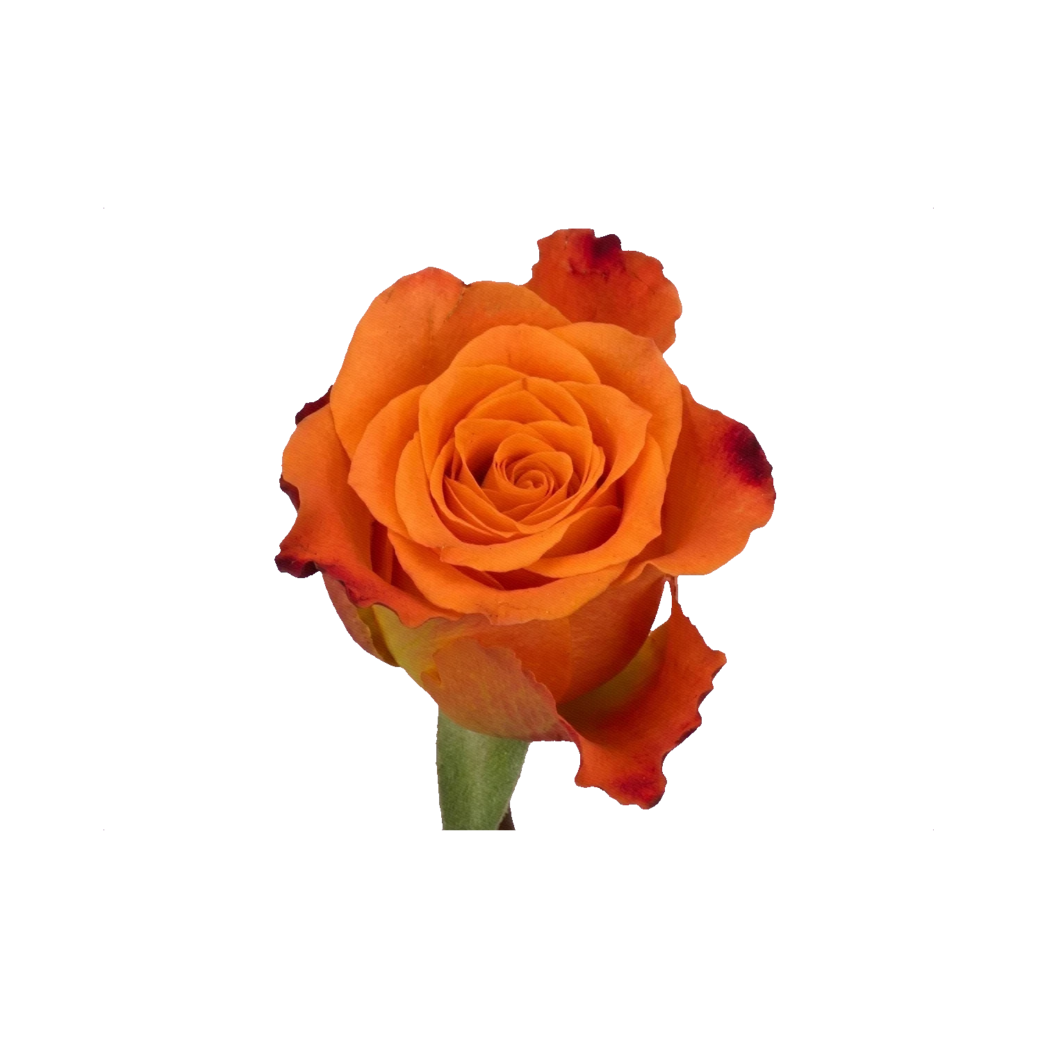 Rose Mariyo