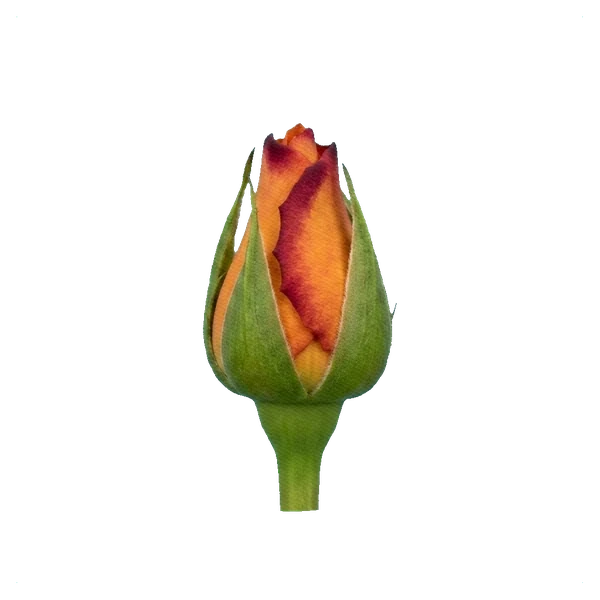 Rose Mariyo — bud