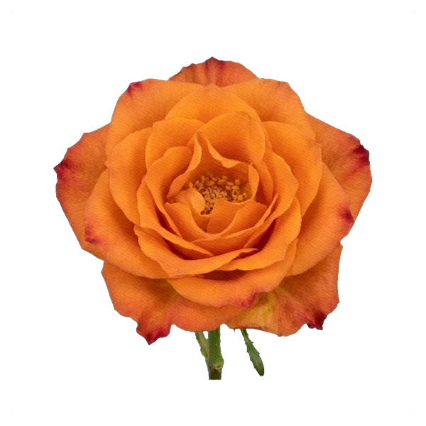 Rose Mariyo — full