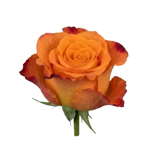 Rose Mariyo — side