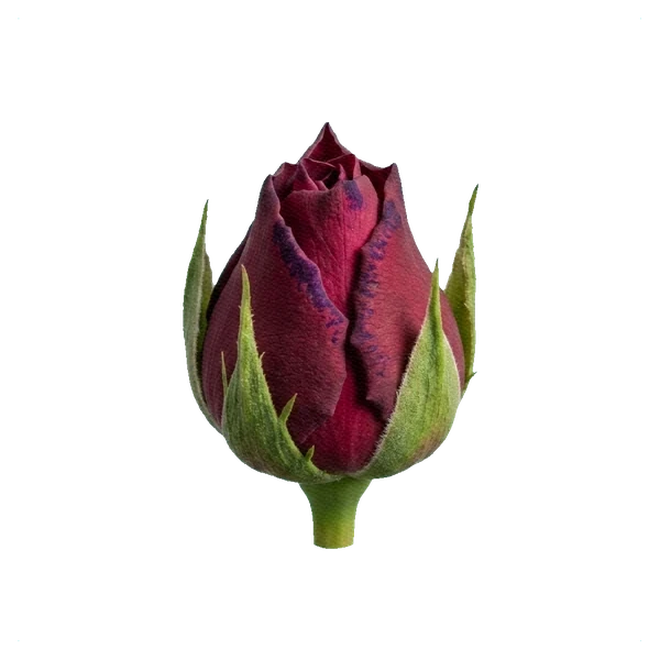 Peony Rose Mayra's Rose — bud