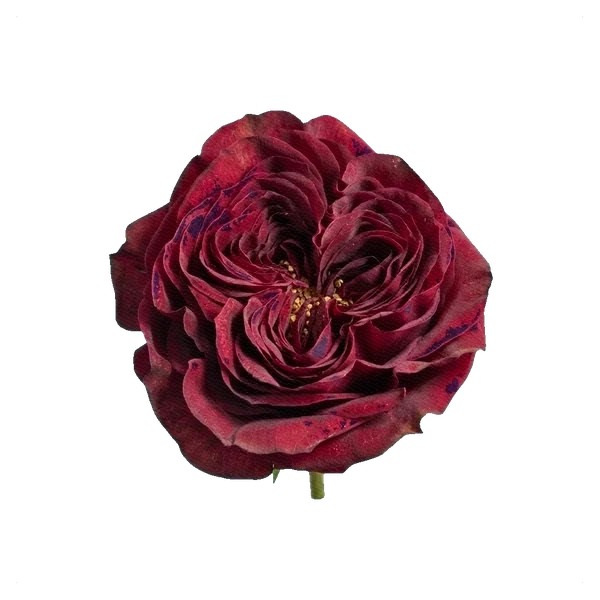 Peony Rose Mayra's Rose — full