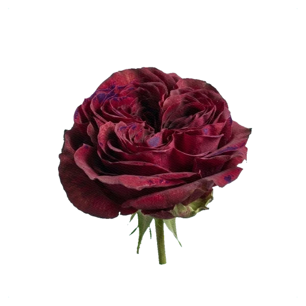 Peony Rose Mayra's Rose — side