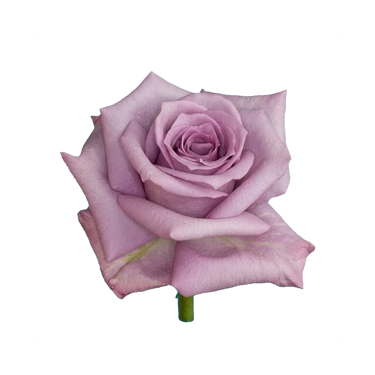 Rose Memory Lane