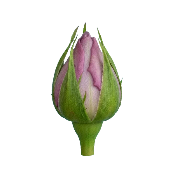 Rose Memory Lane — bud