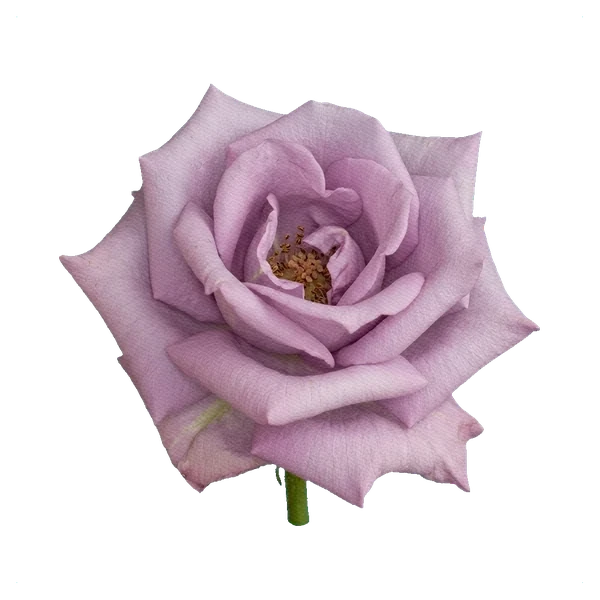 Rose Memory Lane — full