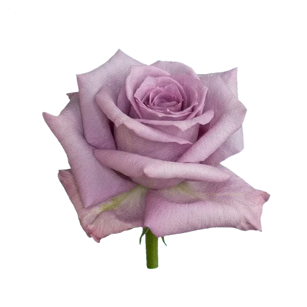 Rose Memory Lane — side
