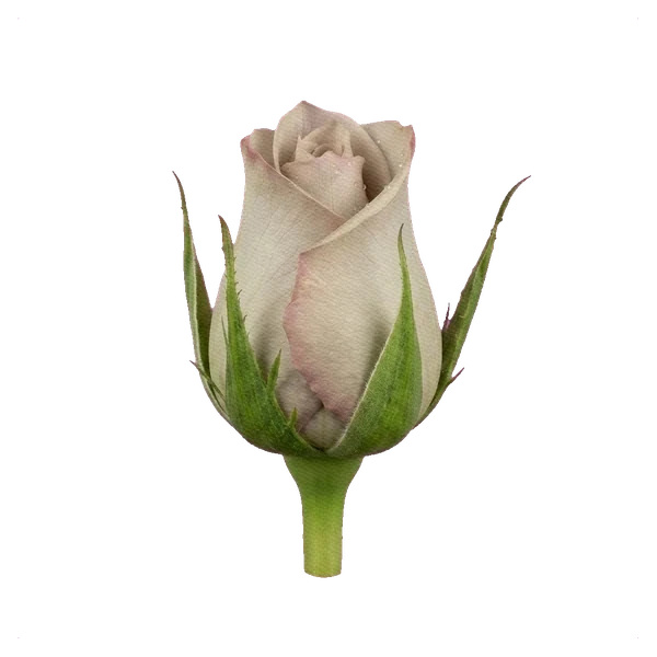 Rose Menta — bud