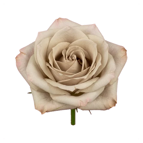 Rose Menta — full