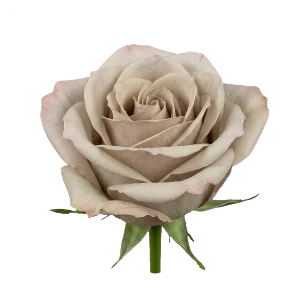 Rose Menta — side